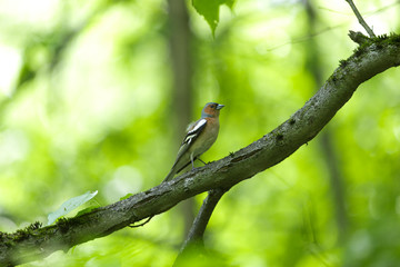 Chaffinch on a branch in spring forest
