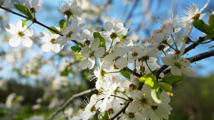 Cherry blossoms