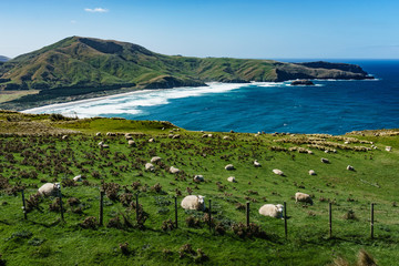 New Zealand Sheeps