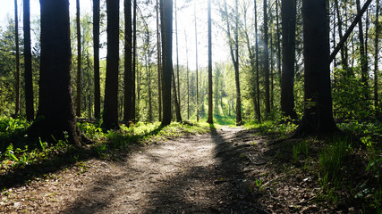 Summer forest. Tree crowns. The shadow of the trees falls to the ground