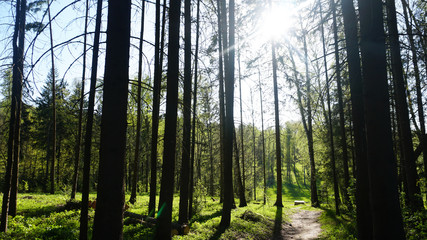 Summer forest. Tree crowns. The shadow of the trees falls to the ground