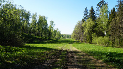 Path in the forest