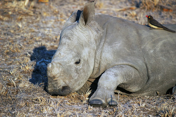 Rhinoceros calf resting