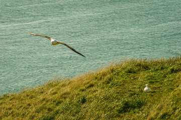 Royal Albatross at Otago Peninsula