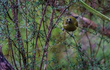Bellbird