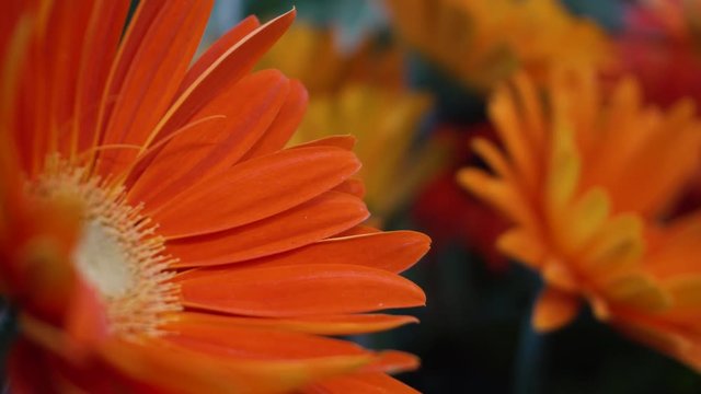 Orange gerber daisy, macro shooting