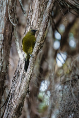 Bellbird