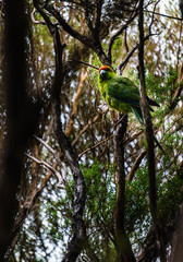 Red-Crowned Parakeet