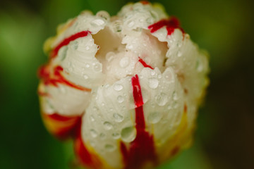 Dew on tulip