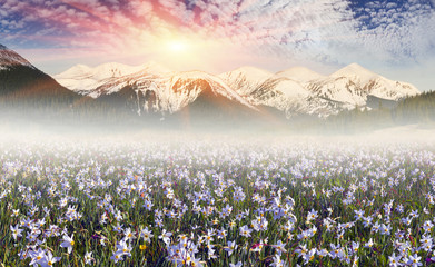 field of wild daffodils in the Carpathians
