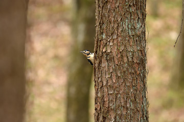 松の幹に留まるアカゲラ