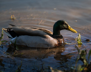 Mallard Duck