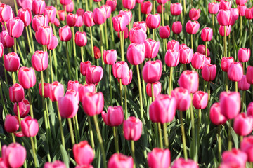 Meadow of bright and pink tulips in the sunlight.
