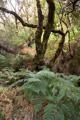 Tropical forest in the mountains on Madeira island . Portugal