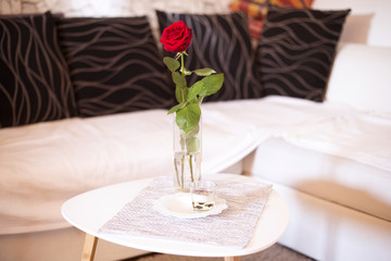 Red rose in living room