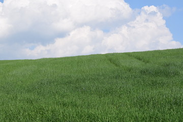 Fototapeta premium field