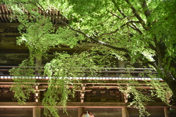 Fototapeta premium 新緑の季節