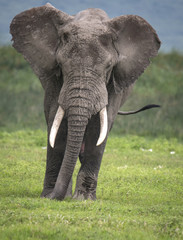 Fototapeta na wymiar Bull Elephant