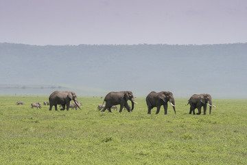 Elephant Parade