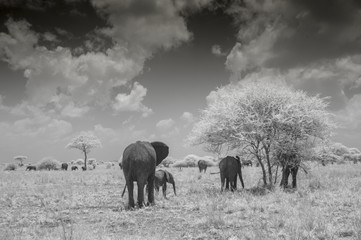 Infrared Photo of Elephants, Tarangire