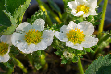 Wet strawberry flowers closeup.