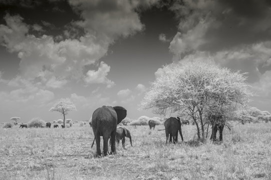 Infrared Photo of Elephants, Tarangire