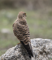 African Kestrel
