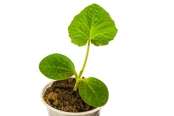 small green plant isolated on a white background