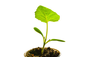 small green plant isolated on a white background