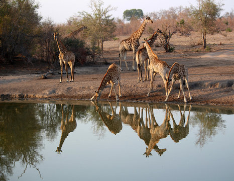Giraffe drinking water from the watering hole