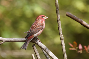 Male Purple finch