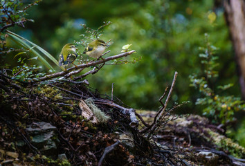 Rock Wren Couple