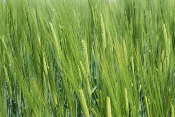 Obraz premium field