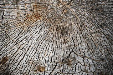 Old wood background