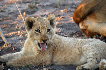 wild lion cub posing for the camera  