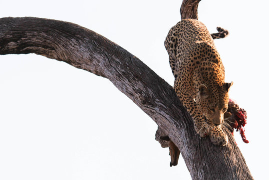 Leopard Climbing Down Tree