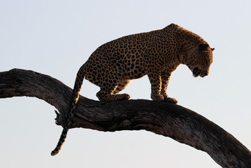 leopard resting in tree