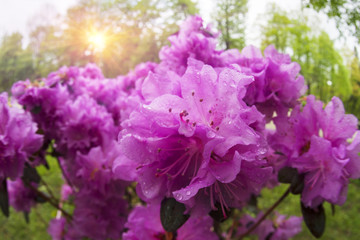 Beautiful azalea in the spring blossoms