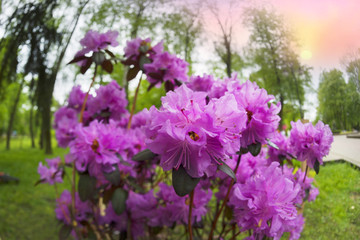 Fototapeta premium Beautiful azalea in the spring blossoms