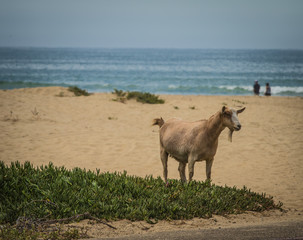 Goat at the Beach