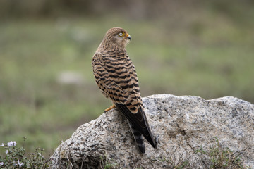 African Kestrel