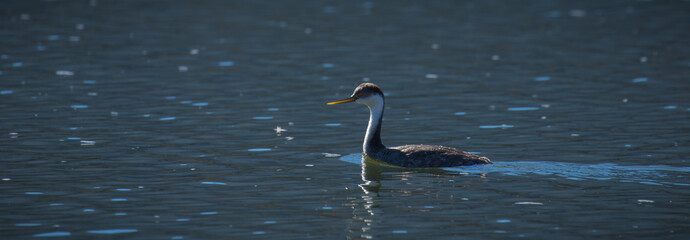 Cruising Grebe