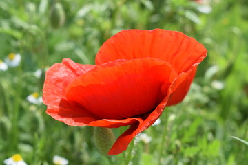 poppy