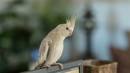 Whiteface Cockatiel