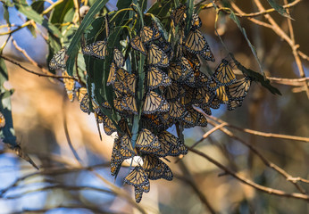 Cluster of Monarchs