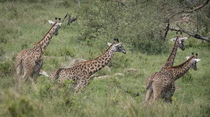 Giraffe Foursome, Serengeti