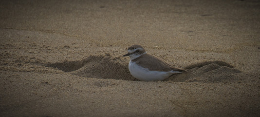 Plover Digging In