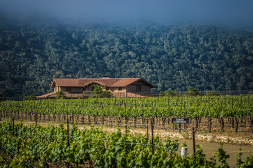 Vineyard and Farmhouse