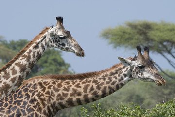 Giraffe Duo