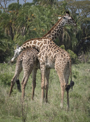 Naklejka na ściany i meble Necking Giraffes, Serengeti